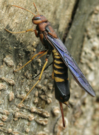 Eastern Horntail
